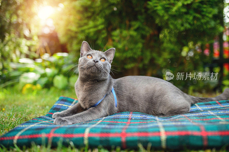 查特鲁猫抬头看