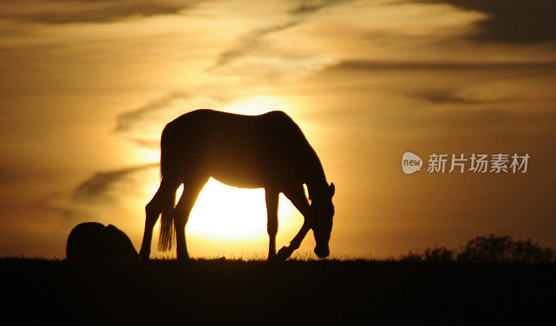 马在日落时分