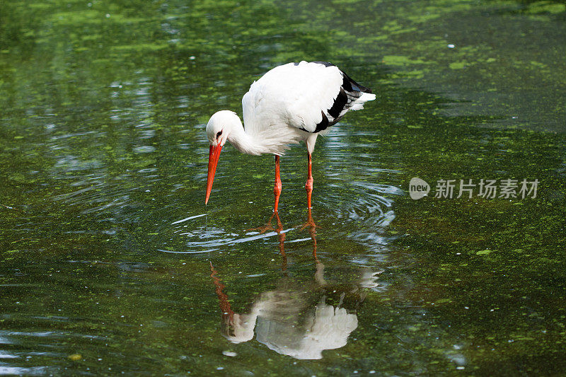 在浅水区的鹳