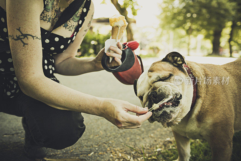 斗牛犬舔冰淇淋