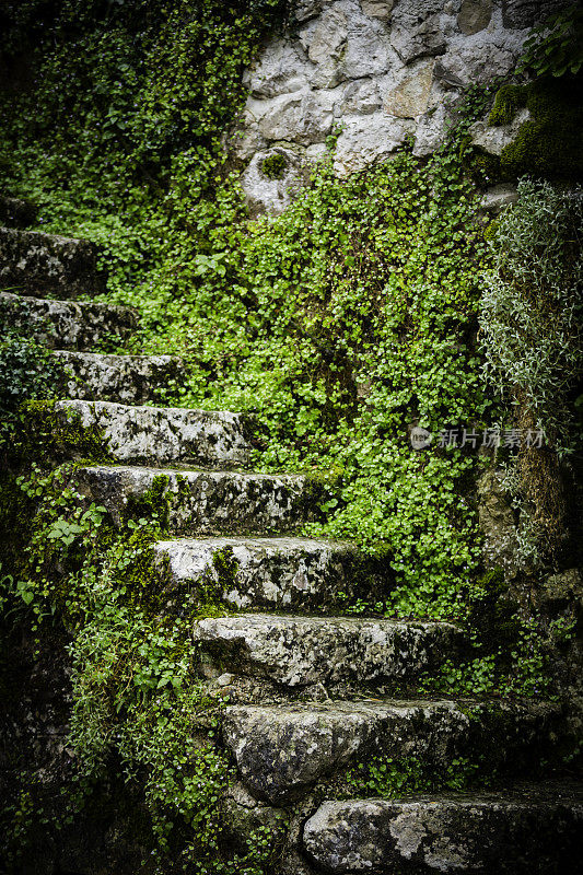 长满绿色植物的古老石阶