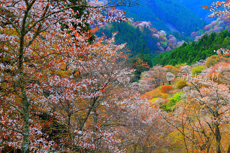 日本的吉野樱桃树