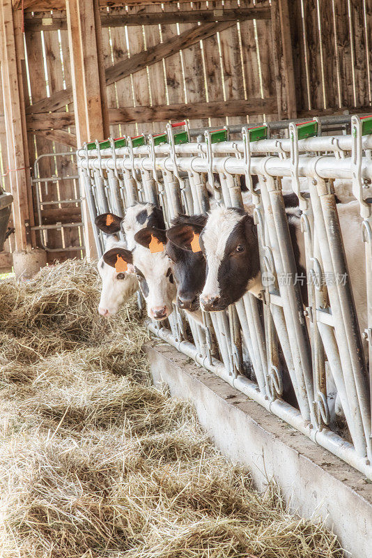 法国，牛栏里的荷斯坦奶牛