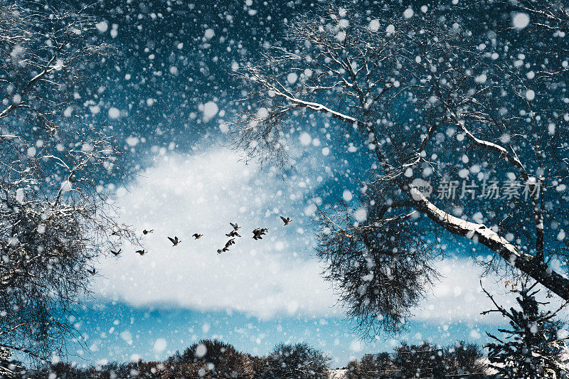 鸟类在冬季暴风雪中飞行-自然背景