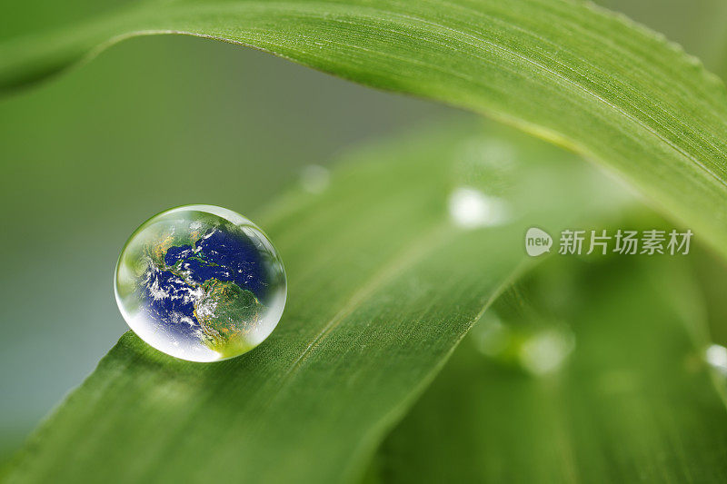 树叶带着雨滴，恢复大地的概念