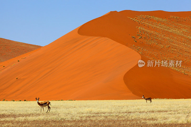 在纳米比亚Naukluft的红色沙丘上的跳羚