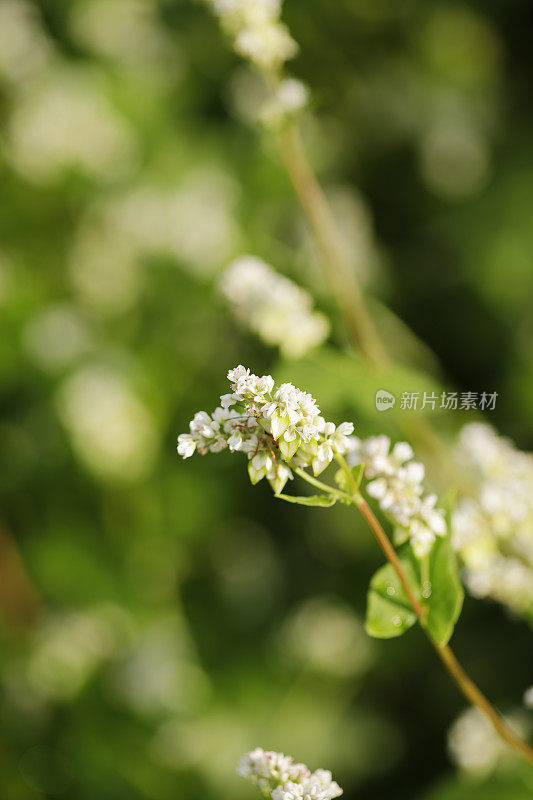 荞麦花