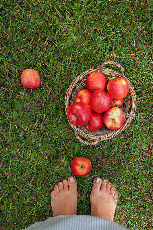雌腿附近有一个多汁的红苹果放在篮子里，散落在绿色的草地上，俯视图