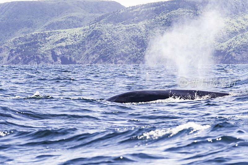 在新斯科舍观看鲸鱼