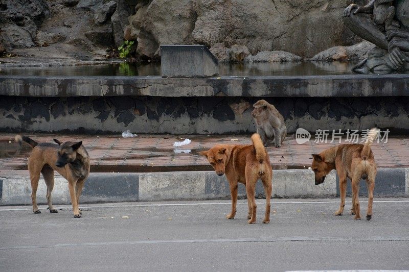 猴子和流浪狗在泰国的普拉楚布基里汗街头