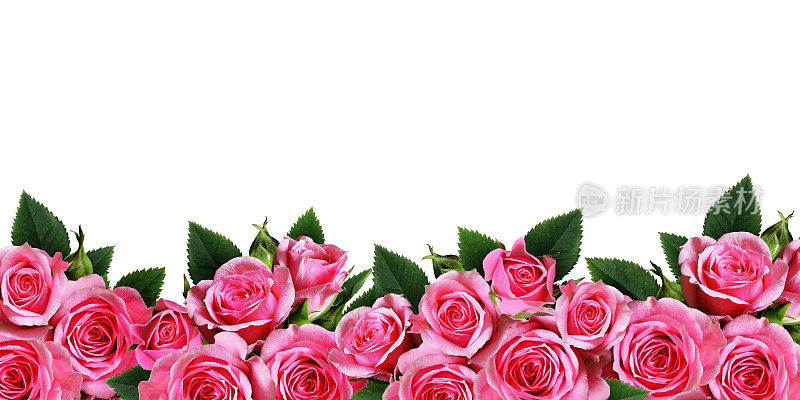 粉红色的玫瑰花孤立在白色上