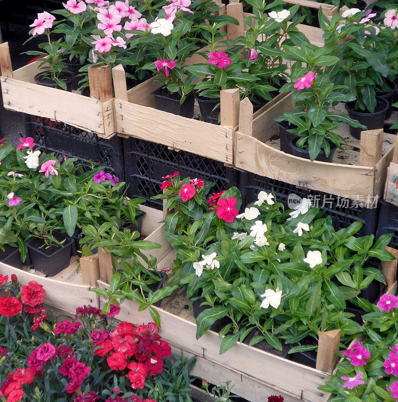 各种花园凤仙花(凤仙花)的杂交品种，装在木容器里，在花卉市场上出售