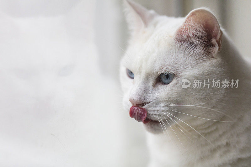 近距离拍摄的一个女性土耳其安哥拉猫伸出她的舌头。