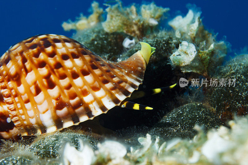 海神贝壳海洋生物水下呼吸器潜水员视角地中海