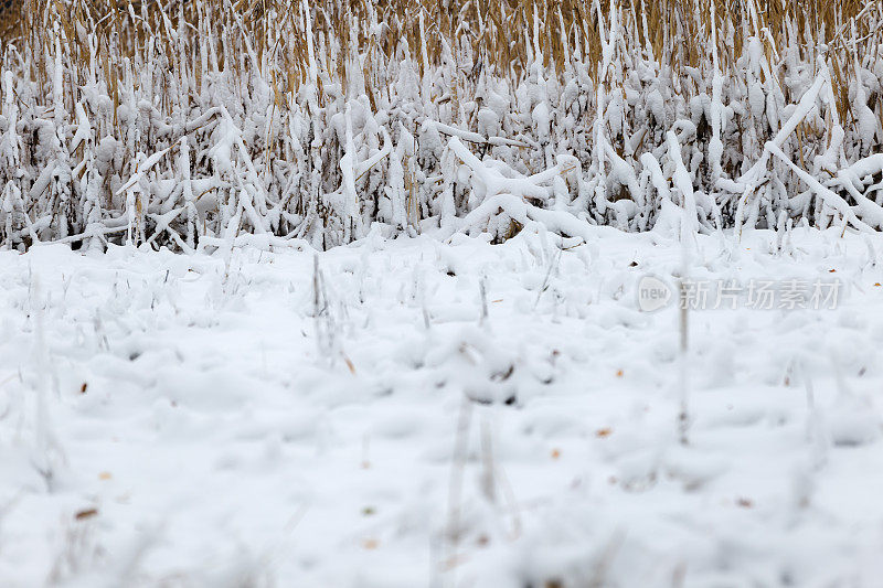 雪中的玉米地