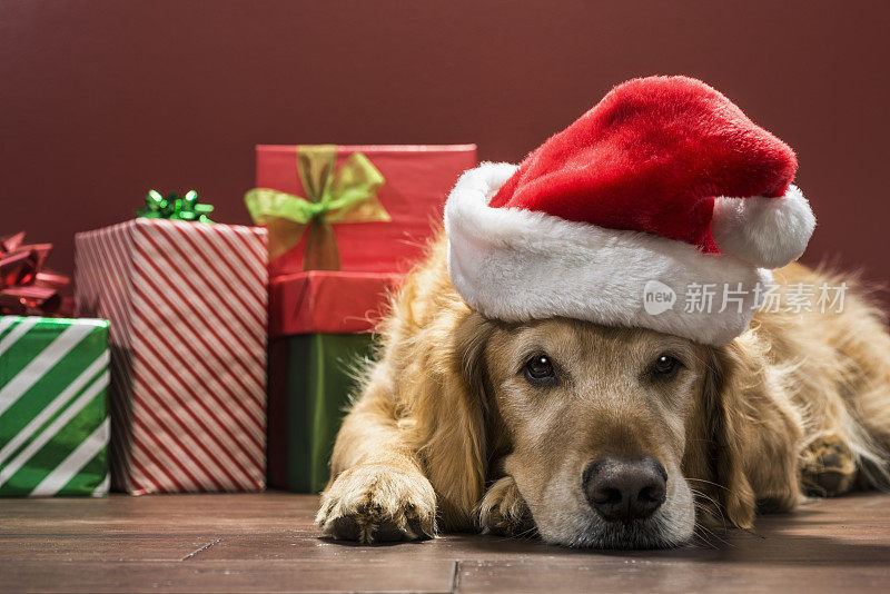 狗躺在地板上戴着圣诞帽和圣诞礼物