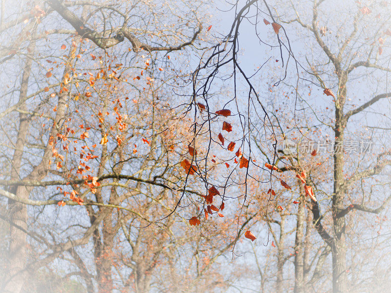 秋天的树叶在近距离和树木的背景