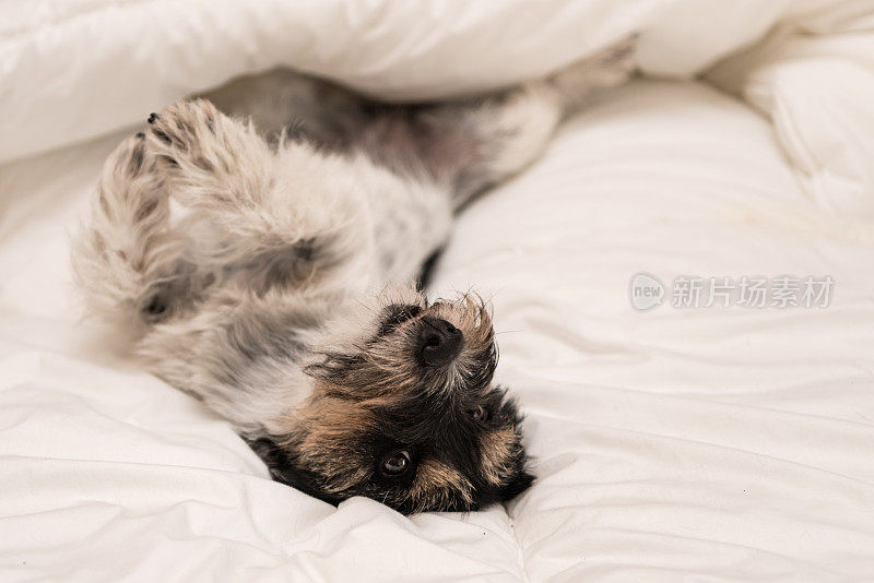 杰克罗素梗——可爱的小狗躺在白色的床上，睡得很香