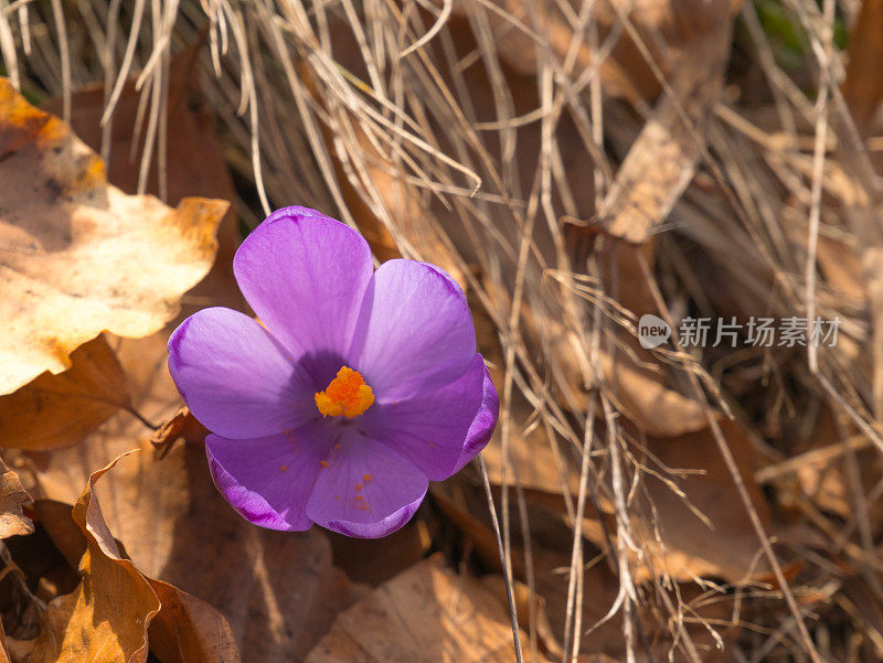 藏红花在春天开花。