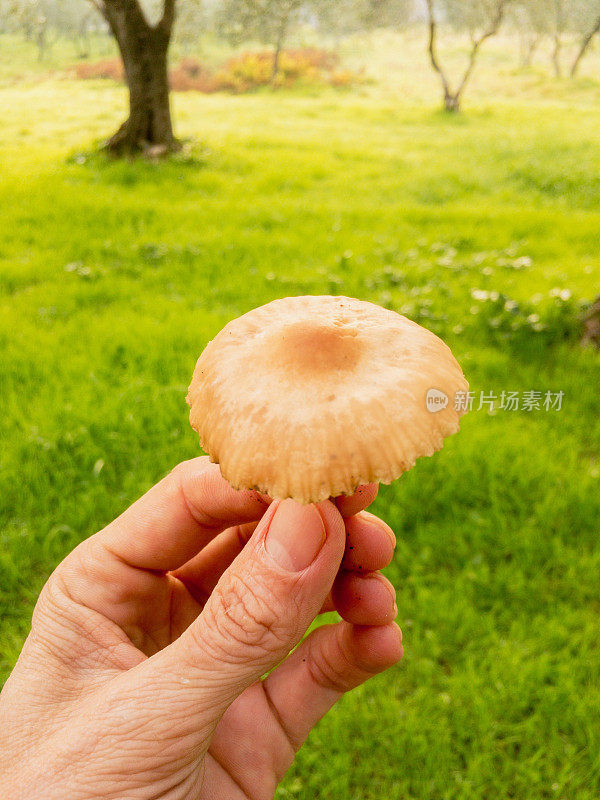 手里拿着一个手摘的蘑菇在森林里