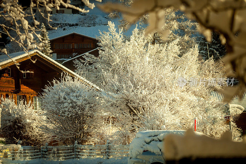 清晨的阳光洒在白雪覆盖的树上