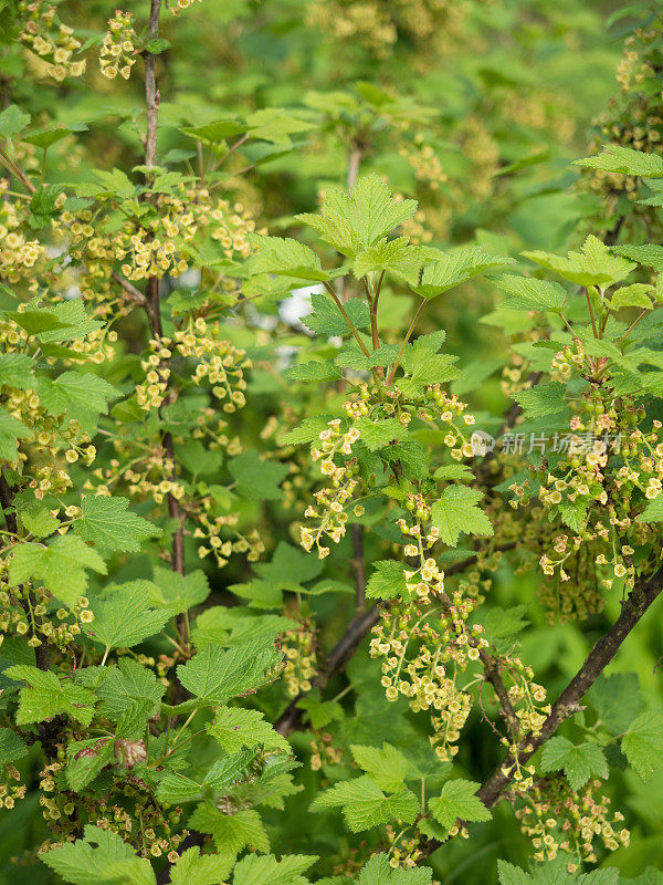 花园里盛开的红醋栗花