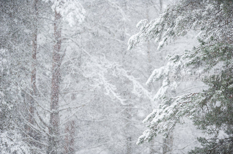 森林里下雪了