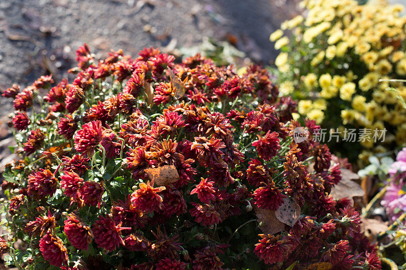 墓地里垃圾桶里的花