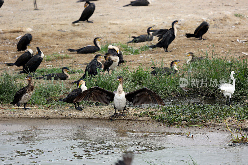 乌干达:卡津加海峡上的鸟类