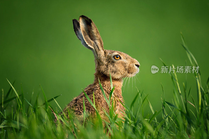 天兔座Europaeus。野生欧洲野兔特写。兔子，满身露珠，坐在阳光下的绿草地上。一只棕色的野野兔坐在绿色的麦田里。