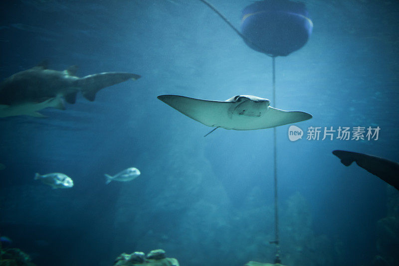 黄貂鱼在水族馆