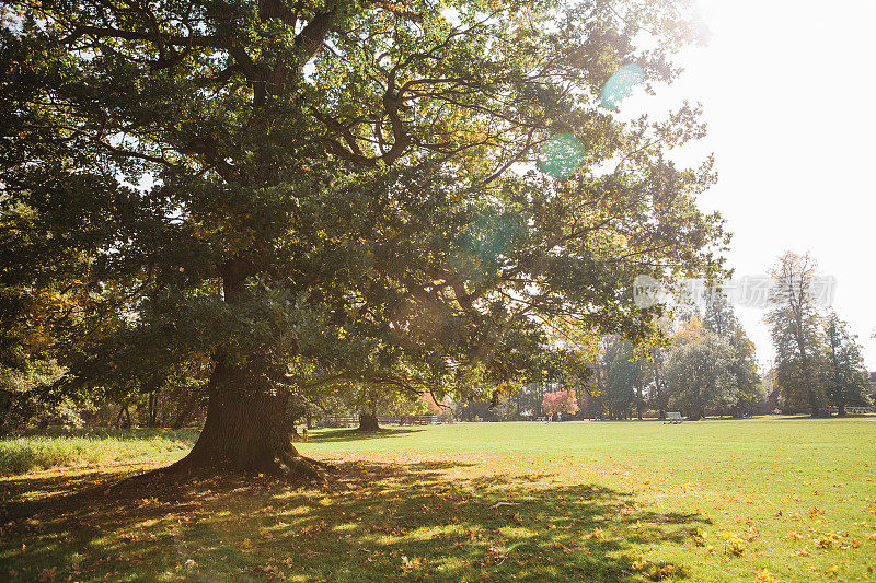 秋天的场景。在一个阳光明媚的日子里，森林空地上的前景是一棵巨大的橡树。