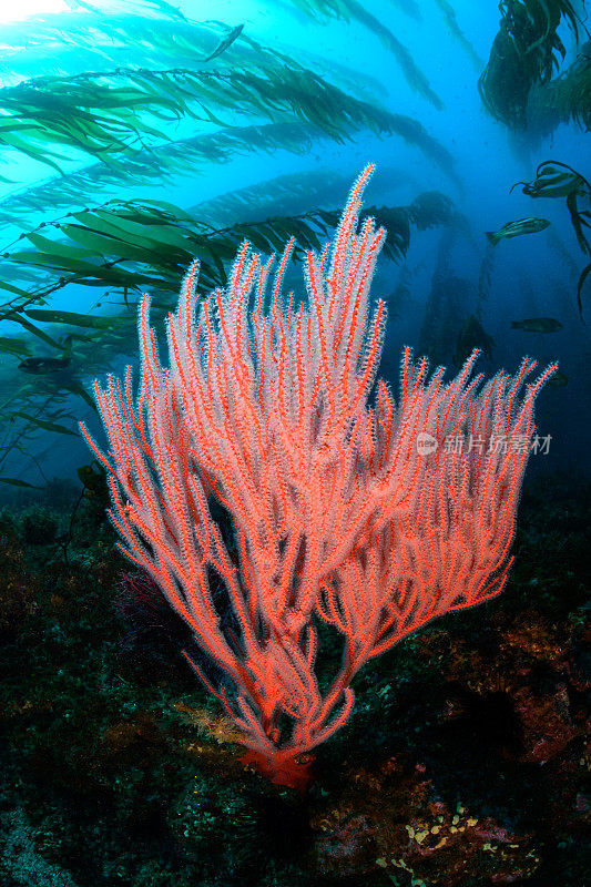 海藻森林中的红柳珊瑚海扇