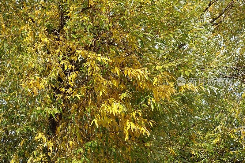 秋色斑斓的白柳树叶