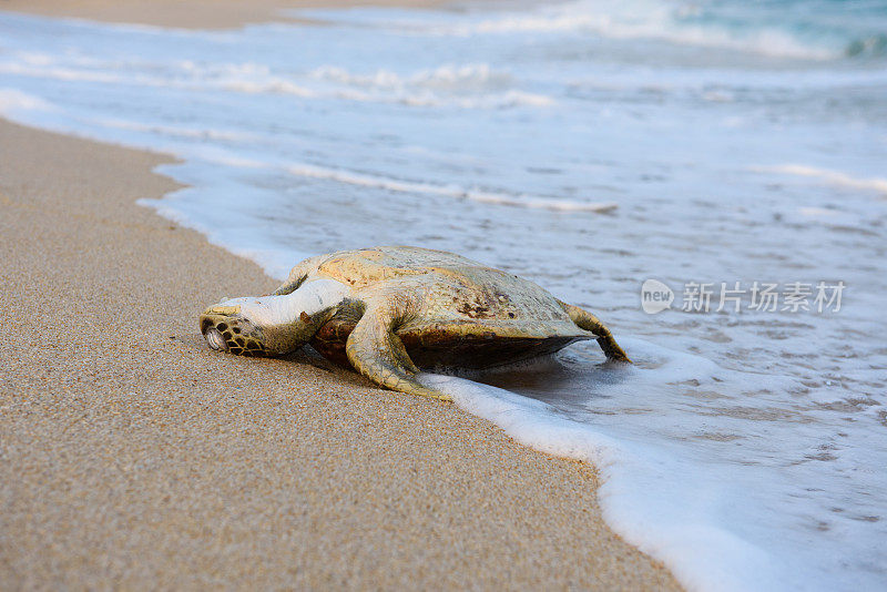海滩上的死海龟
