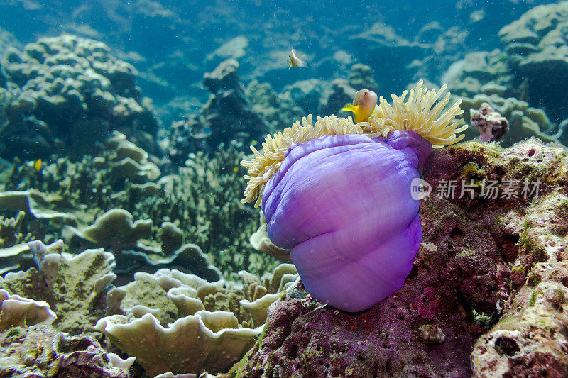珊瑚礁上的水下华丽海葵和臭鼬海葵鱼小丑鱼