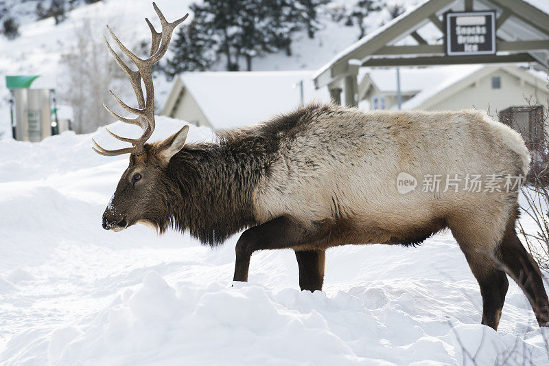 黄石公园雪中的麋鹿