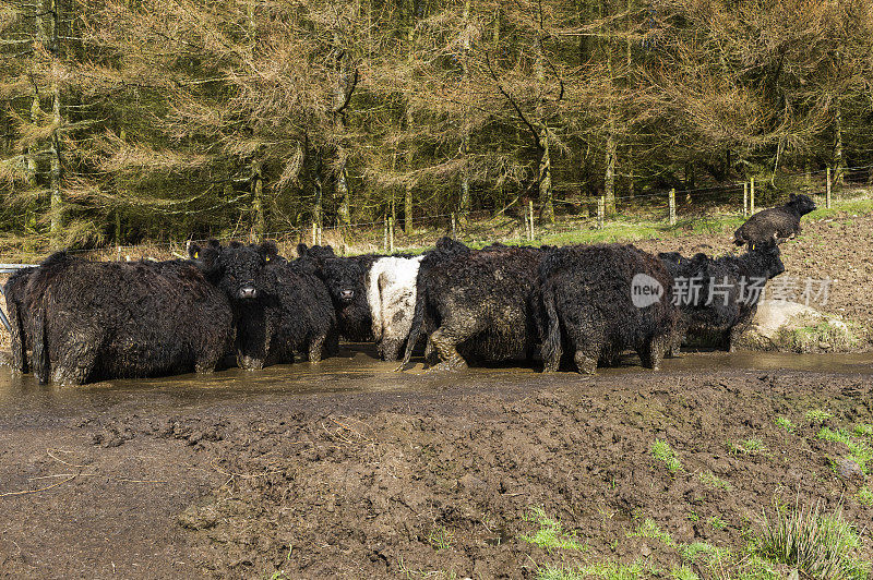 饲养站的一小群肉牛