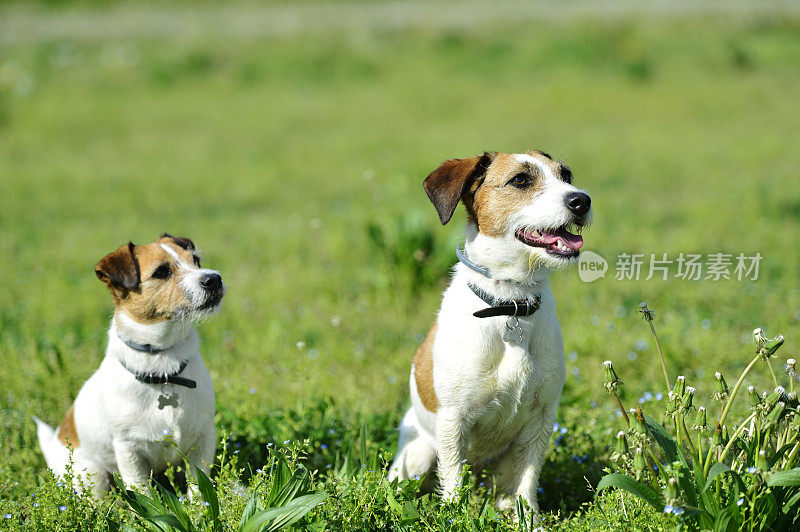 两只杰克罗素梗犬在公园里玩耍