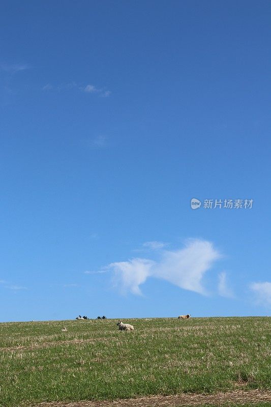 苏格兰乡村田野里的绵羊和羊羔