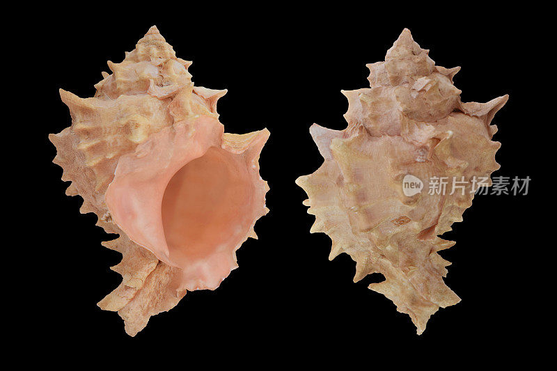 粉红色Murex海贝太平洋海洋动物贝壳收集