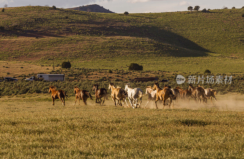 美国犹他州盐湖城桑塔昆大草原上奔跑的野马