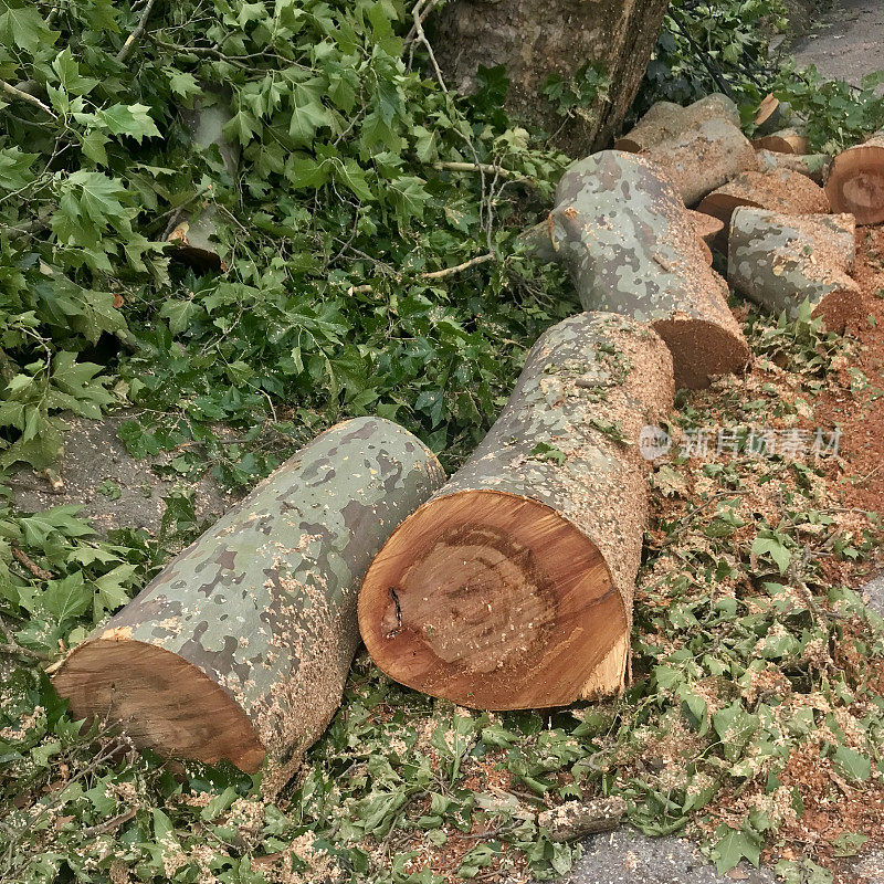 风暴中倒下的树