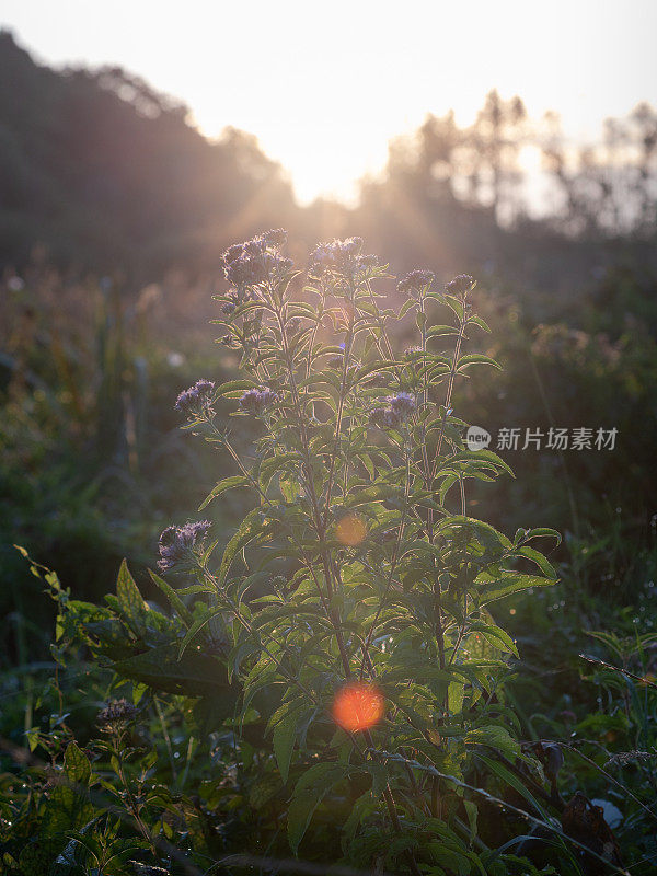 皮涅河的草地