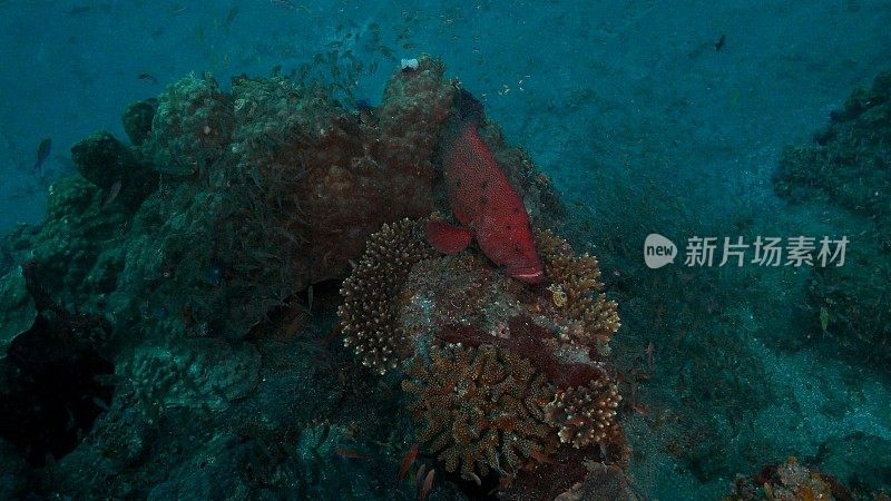 在日本海底尖峰，珊瑚鳟鱼捕食诱饵鱼