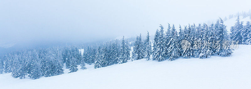 雪后冰雪覆盖的冷杉林和冬日灰蒙蒙的天空。喀尔巴阡山脉,乌克兰。