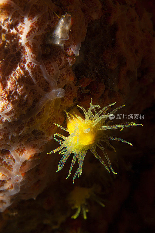 海洋生物水肺潜水员眼中的黄色软珊瑚