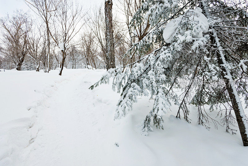 树枝上覆盖着雪