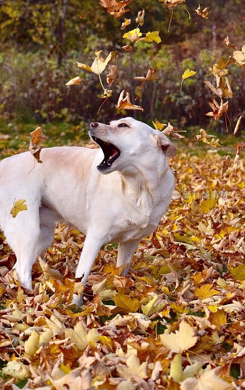 拉布拉多寻回犬和秋叶