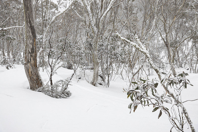 旧雪口香糖